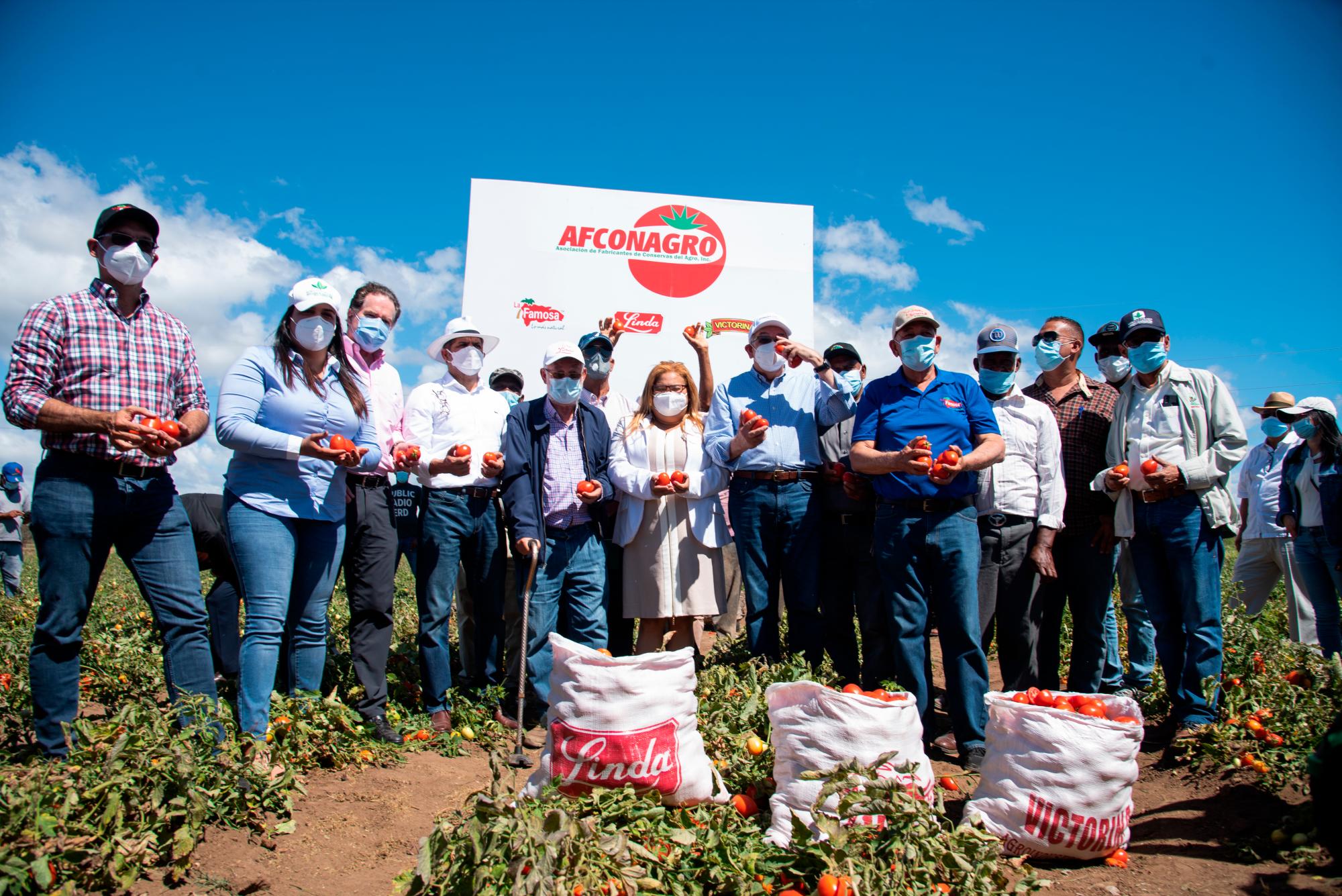 Fotografía muestra a los funcionarios gubernamentales mostrando parte de los tomates cosechados este jueves 11 de febrero en una finca modelo en Azua.