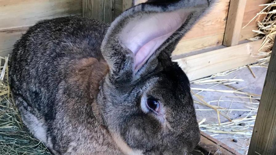 Se roban el conejo más grande del mundo