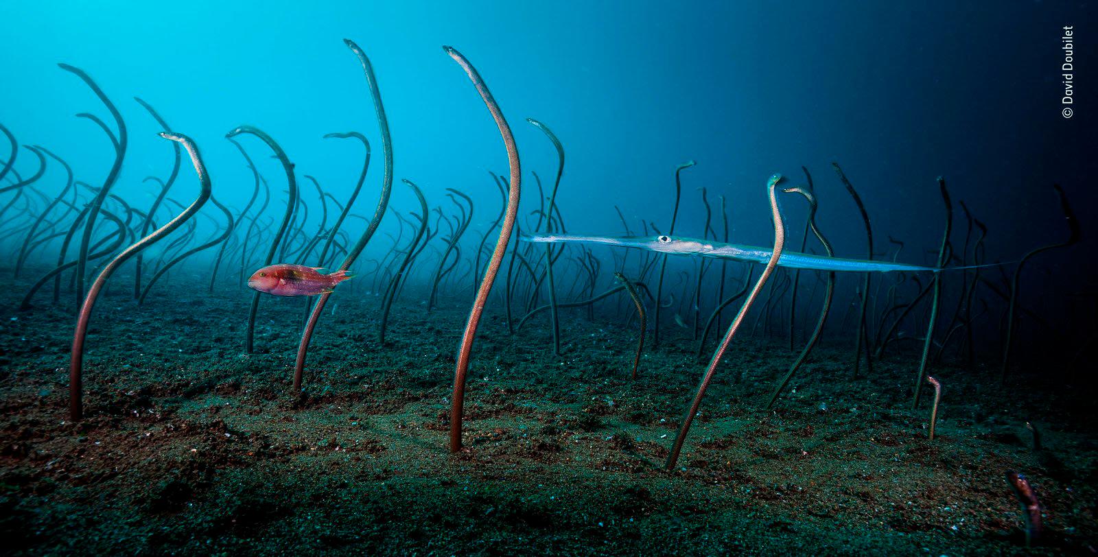 “El jardín de las anguilas” de David Doubilet, Estados Unidos. Ganador de Under Water. 
