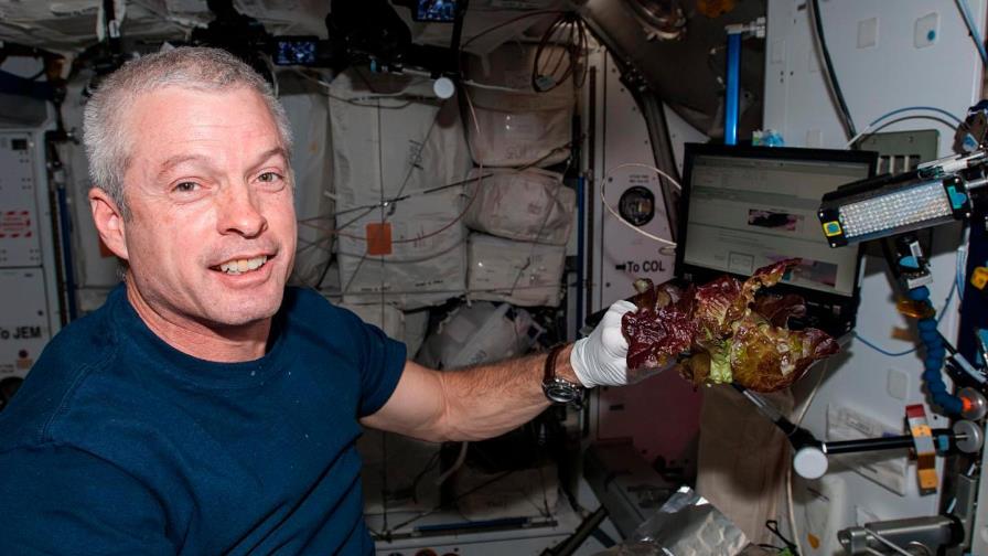 La NASA cultiva en el espacio lechugas sin microbios y seguras para consumo La NASA cultiva en el espacio lechugas sin microbios y seguras para consumo