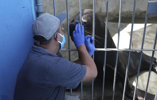 Zoológicos de Perú en crisis por COVID, la comida se acaba Zoológicos de Perú en crisis por COVID, la comida se acaba