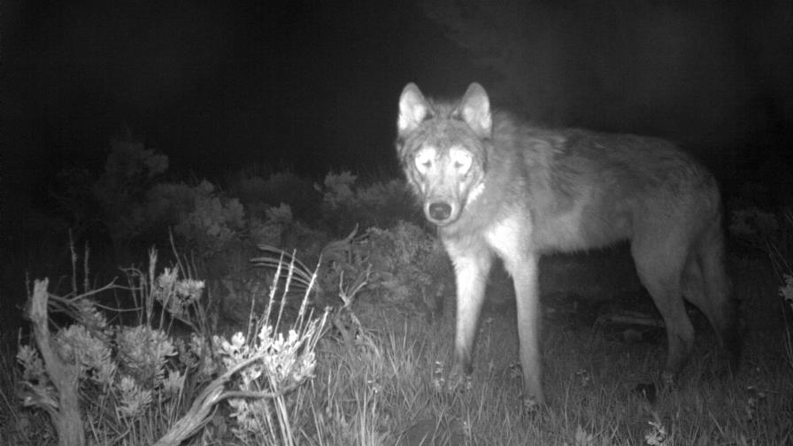 Colorado tiene primera camada de cachorros de lobo gris