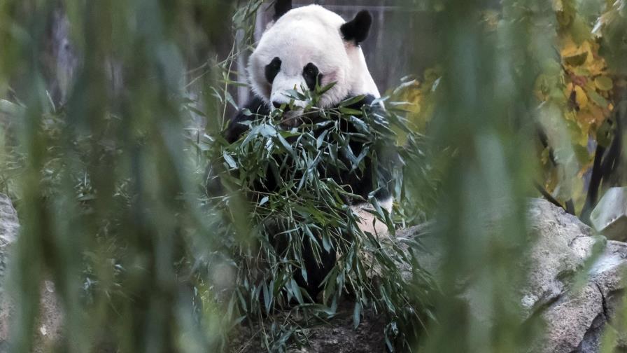 El Zoológico de Washington envía a China al panda Bei Bei El Zoológico de Washington envía a China al panda Bei Bei