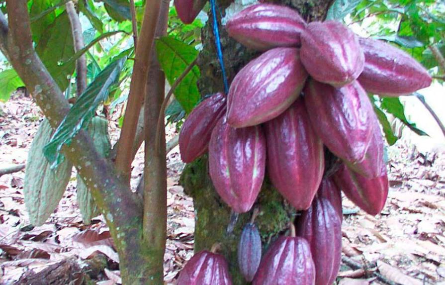 En seis años, sector cacao aportó más de US$1,128 millones a economía dominicana
