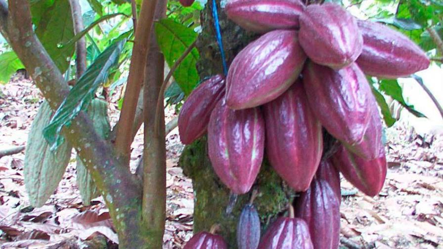 En seis años, sector cacao aportó más de US$1,128 millones a economía dominicana En seis años, sector cacao aportó más de US$1,128 millones a economía dominicana