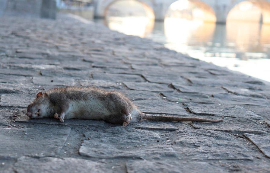 Casi cinco años de cárcel para hombre que envió rata muerta a su exesposa en EEUU
