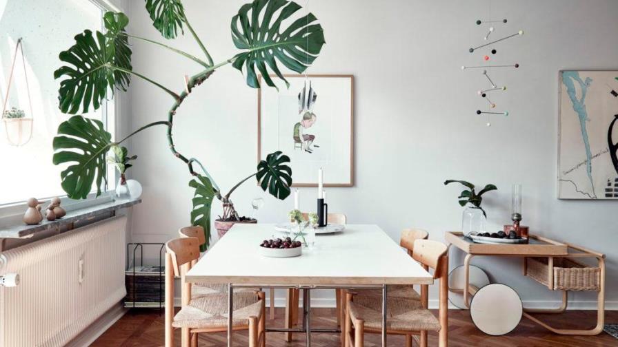 Monstera, la planta más trendy del momento