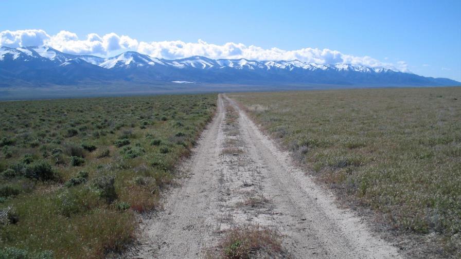 Estudio: Pastizales invasivos causan alza en incendios