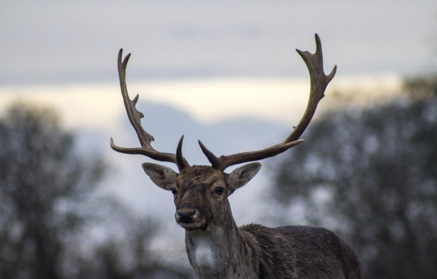 Un ciervo roba un fusil a un cazador y se da a la fuga en República Checa