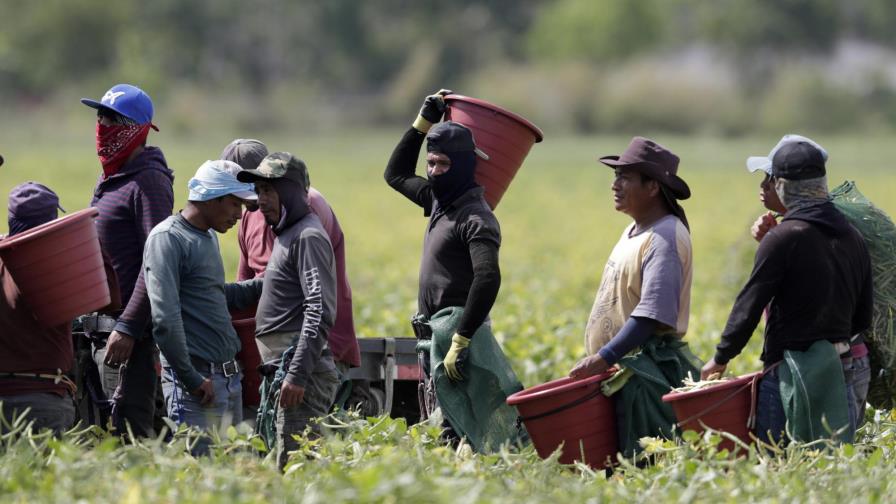 Trabajadores agrícolas de EEUU no son inmunizados