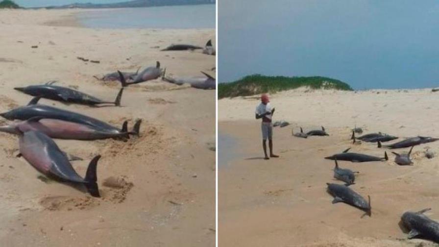 Encuentran más de 100 delfines muertos en un parque nacional de Mozambique