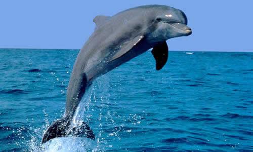 Un delfín adulto aparece muerto en las playas ecuatorianas de Esmeraldas