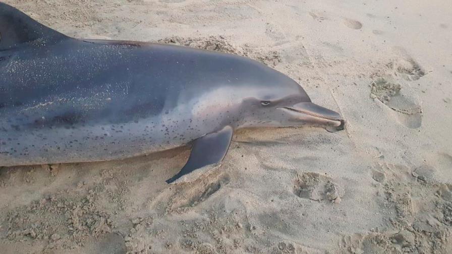 Buscan a responsable de la muerte a tiros de un delfín en Florida