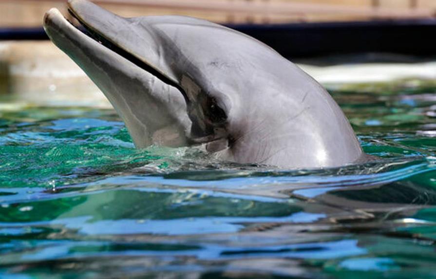 Reubican en el Caribe a cuatro delfines de Arizona