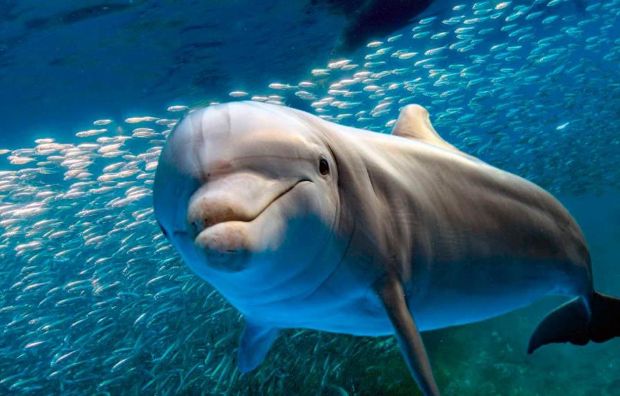 Matanza de delfines reaviva debate en las islas Faeroe
