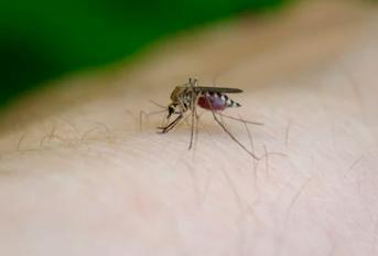 Dengue: 17 muertes y 9,793 casos hasta ahora en el país