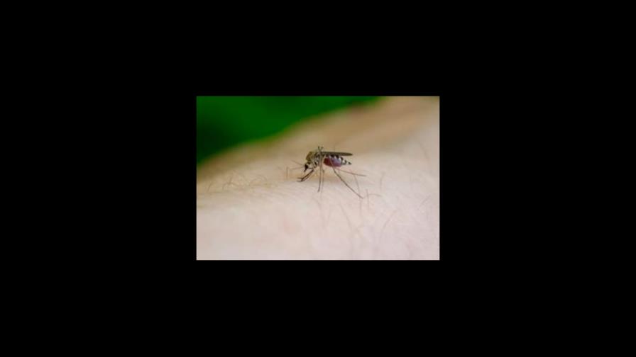 Dengue: 17 muertes y 9,793 casos hasta ahora en el país Dengue: 17 muertes y 9,793 casos hasta ahora en el país