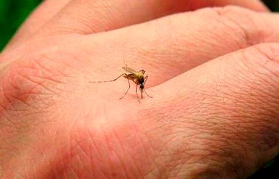 Un total de 39 personas fallecidas por dengue en el país este año
