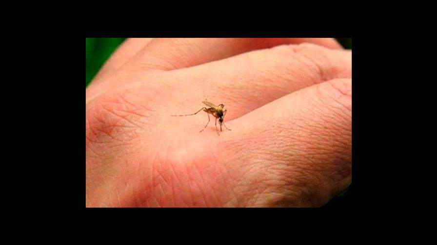 Un total de 39 personas fallecidas por dengue en el país este año Un total de 39 personas fallecidas por dengue en el país este año