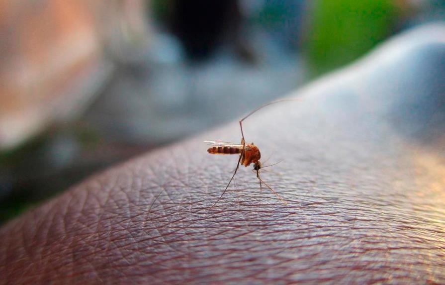 Detectado en Madrid el primer caso de transmisión sexual del dengue en Europa
