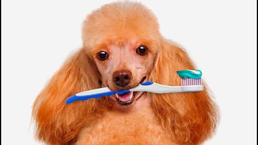 Problemas con la dentadura Problemas con la dentadura