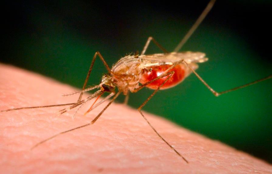 Más de ocho mil personas se han infectado de malaria en RD en la última década