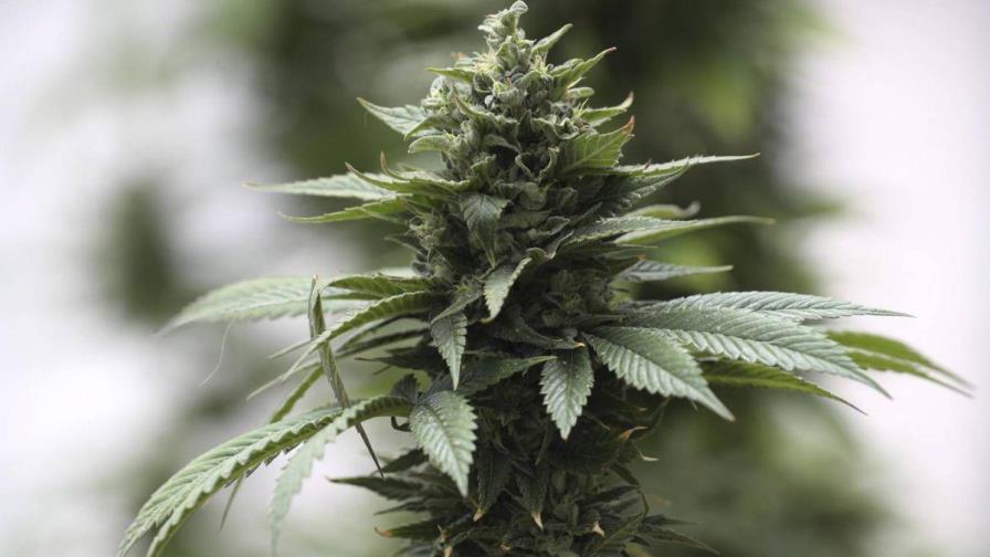 La investigación médica sobre la marihuana avanza en el Congreso de EE.UU. La investigación médica sobre la marihuana avanza en el Congreso de EE.UU.