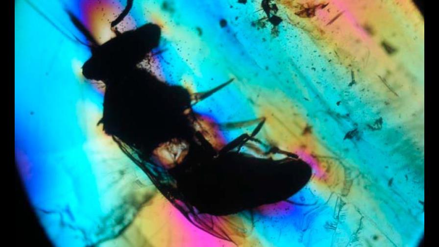 Descubren la primera avispa polinizadora de la época de los dinosaurios Descubren la primera avispa polinizadora de la época de los dinosaurios