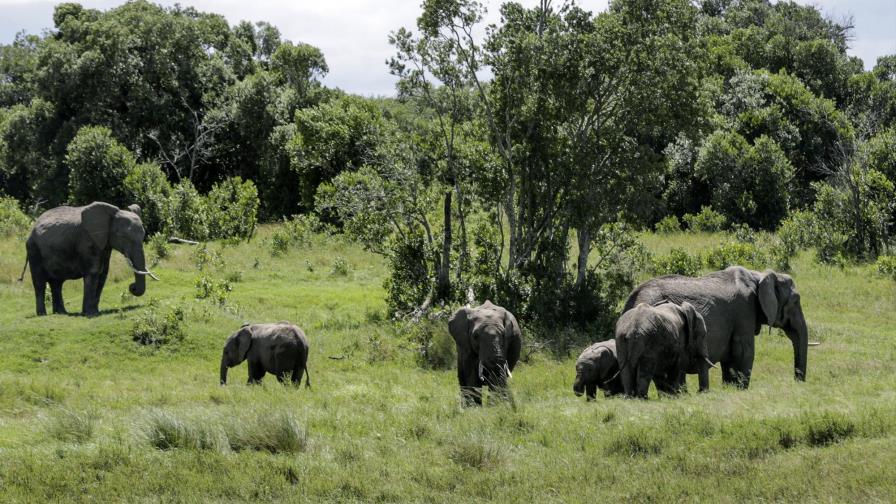 Safaris virtuales acercan los animales a turistas confinados