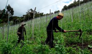 Las claves de la reapertura de la economía en América en medio del COVID-19
