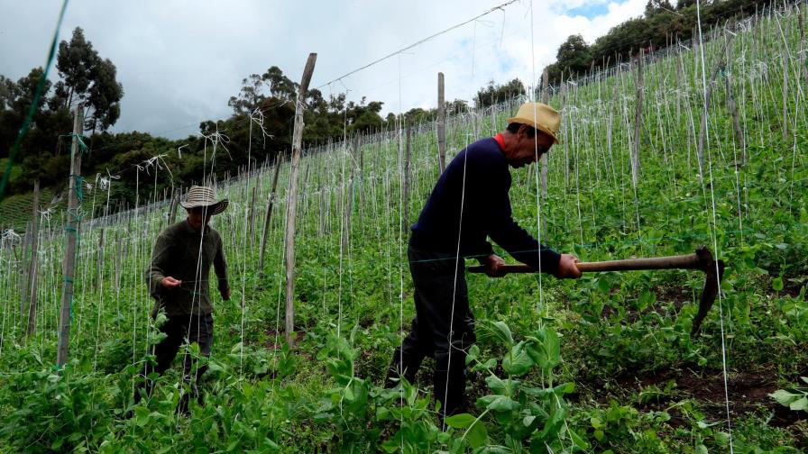 Las claves de la reapertura de la economía en América en medio del COVID-19