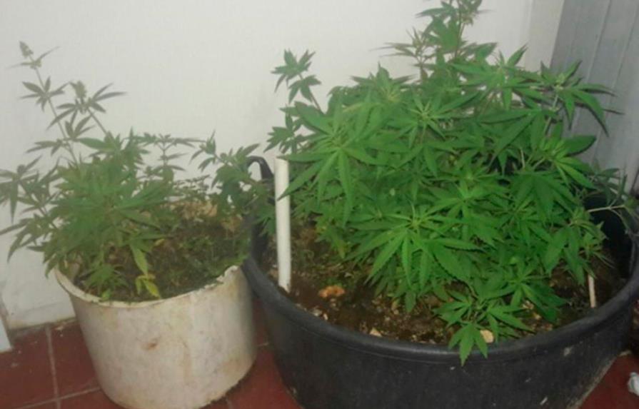 Cultivaban plantación de marihuana en techo de un colmado en Sabana Perdida 