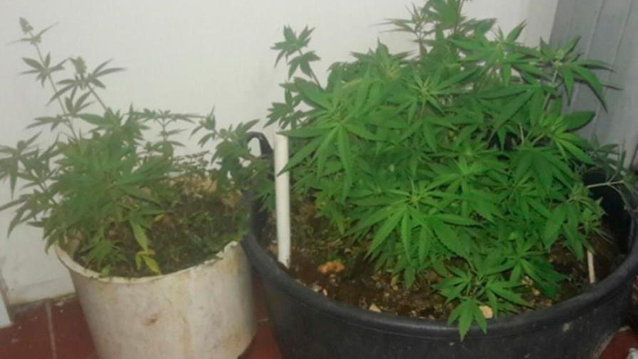 Cultivaban plantación de marihuana en techo de un colmado en Sabana Perdida 