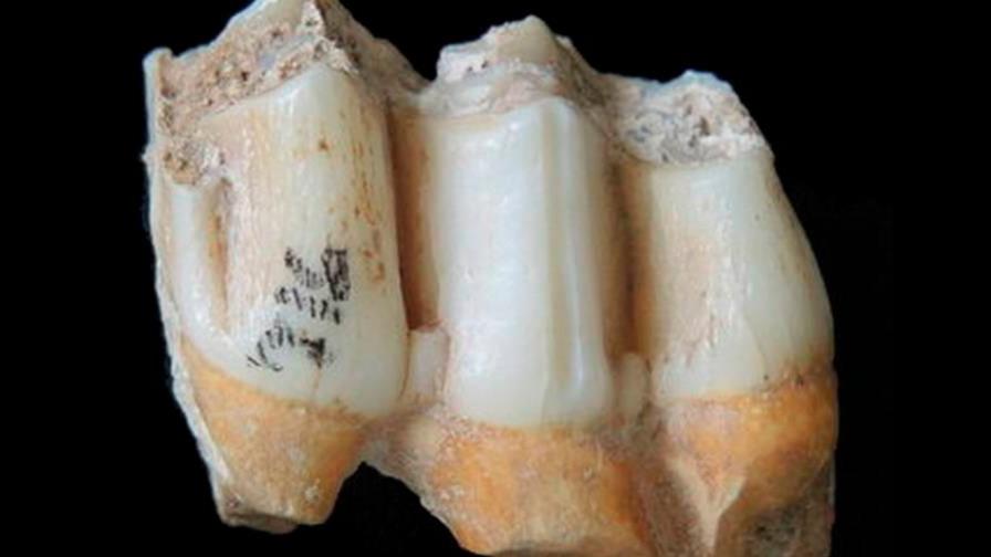 El zinc del esmalte dental, clave para saber la dieta de seres prehistóricos