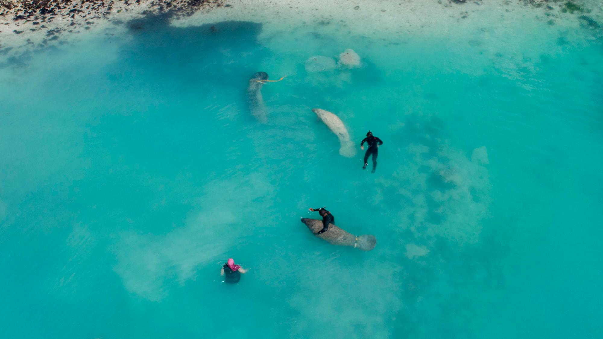 Los rastreadores y la logística fueron gracias a los fondos donados por la Embajada de Alemania en República Dominicana.
