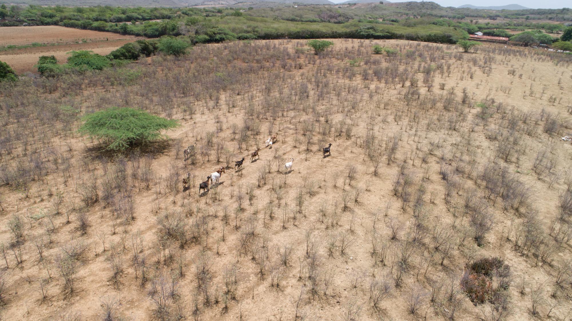 Muchos de los animales fueron vendidos a “precio de vaca muerta”.