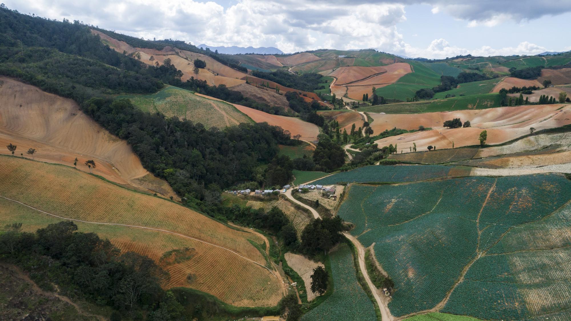 Parte de la actividad agrícola en la localidad de Cruz de Cuaba, Tireo.