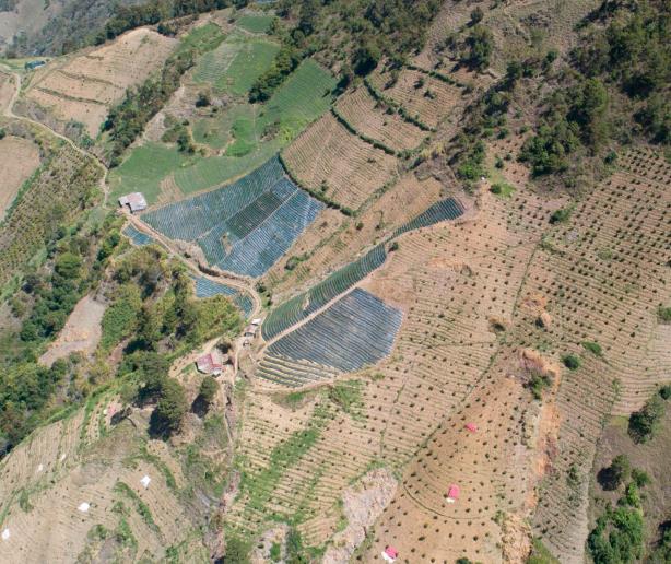 Agricultura ilegal en el sur de Valle Nuevo sigue imperante