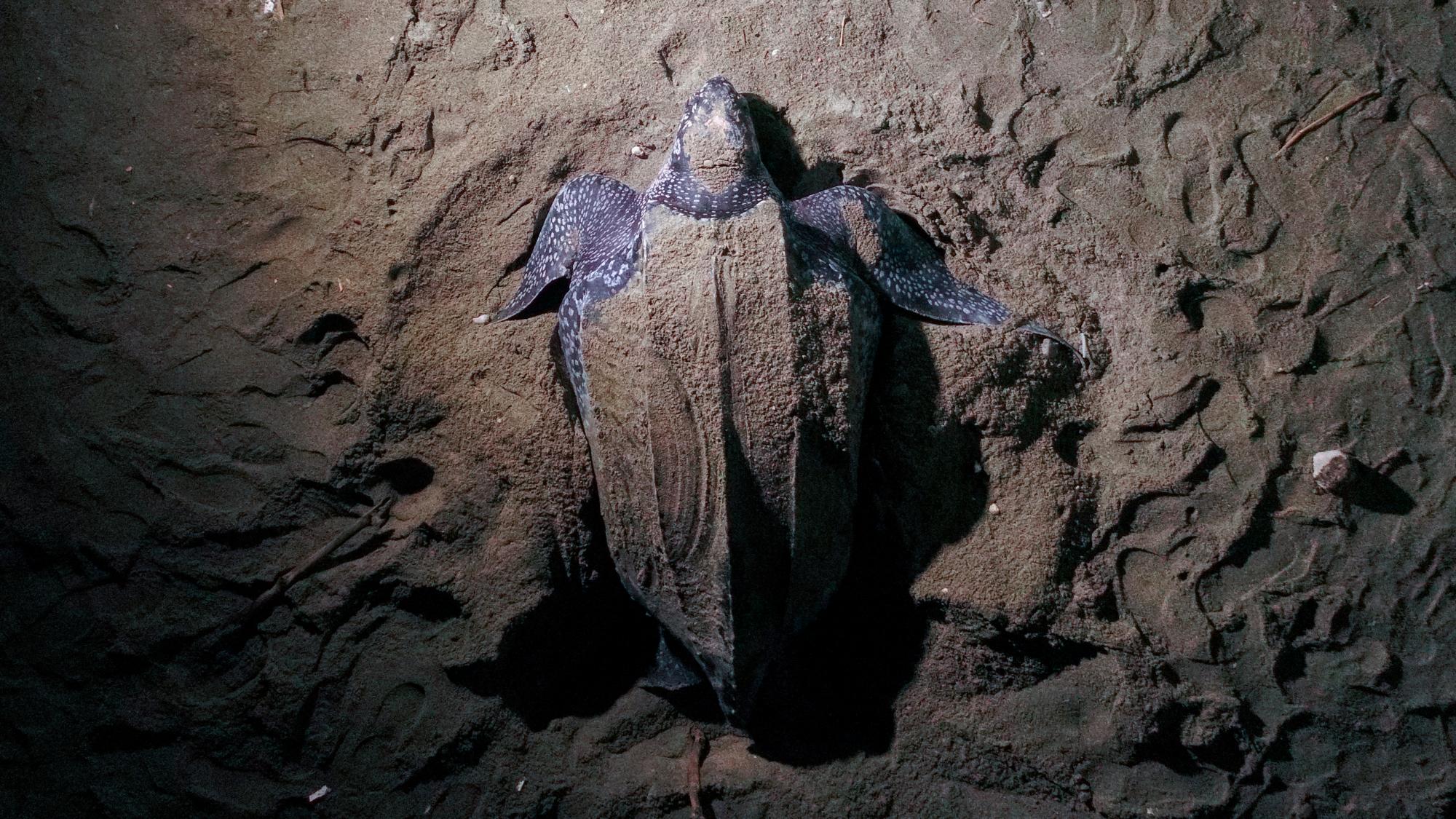 Un tinglar anidando en playa Manresa de Santo Domingo