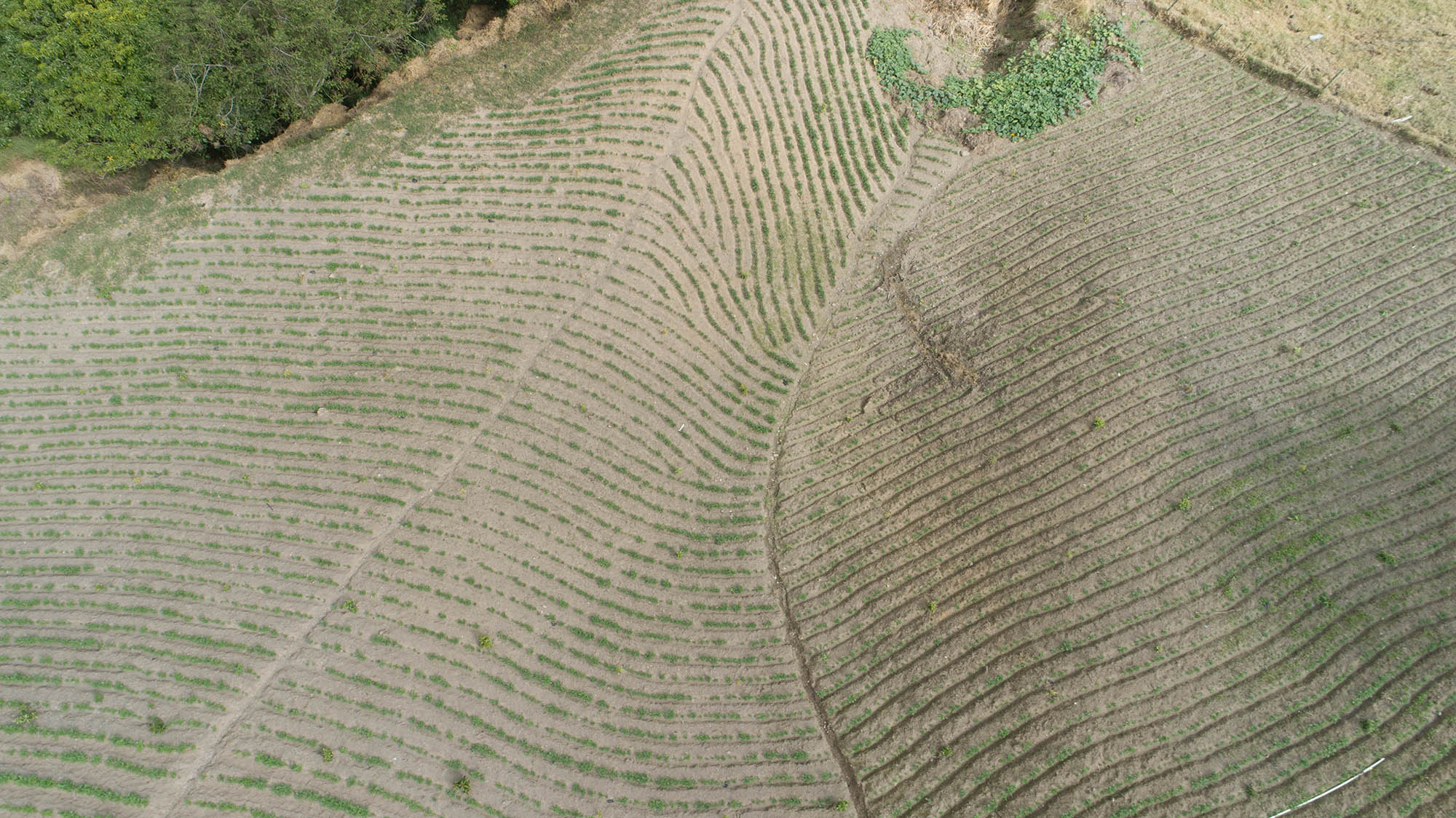 Vista aérea que muestra áreas con plantaciones recientes dentro del Parque Nacional Valle Nuevo.