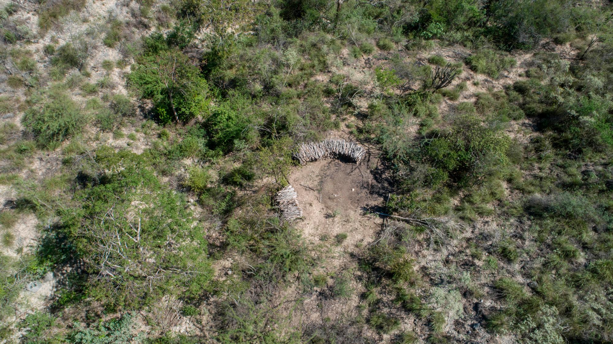 Pila de guaconejo alrededor de los restos de un horno de carbón.