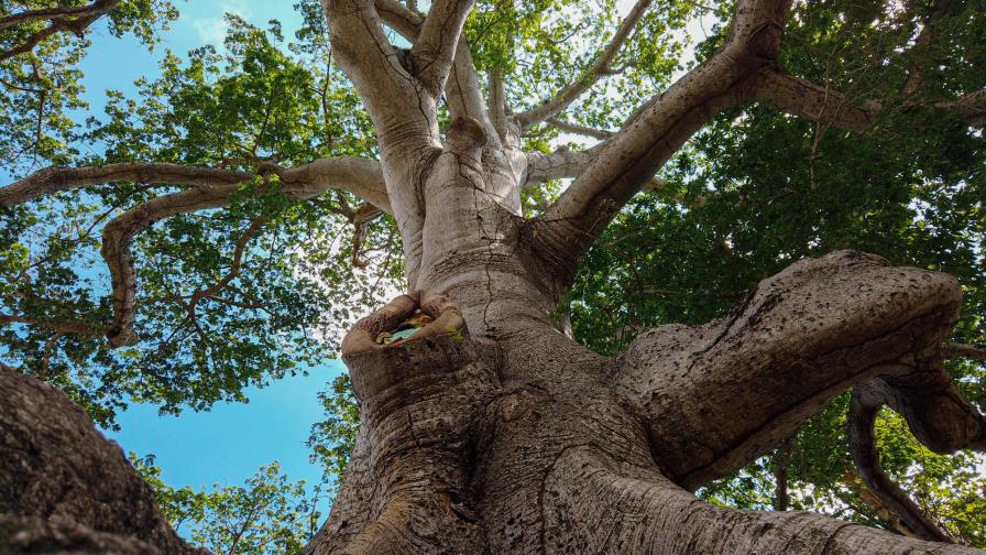 La ceiba de Santiago, ¿La más grande de República Dominicana?