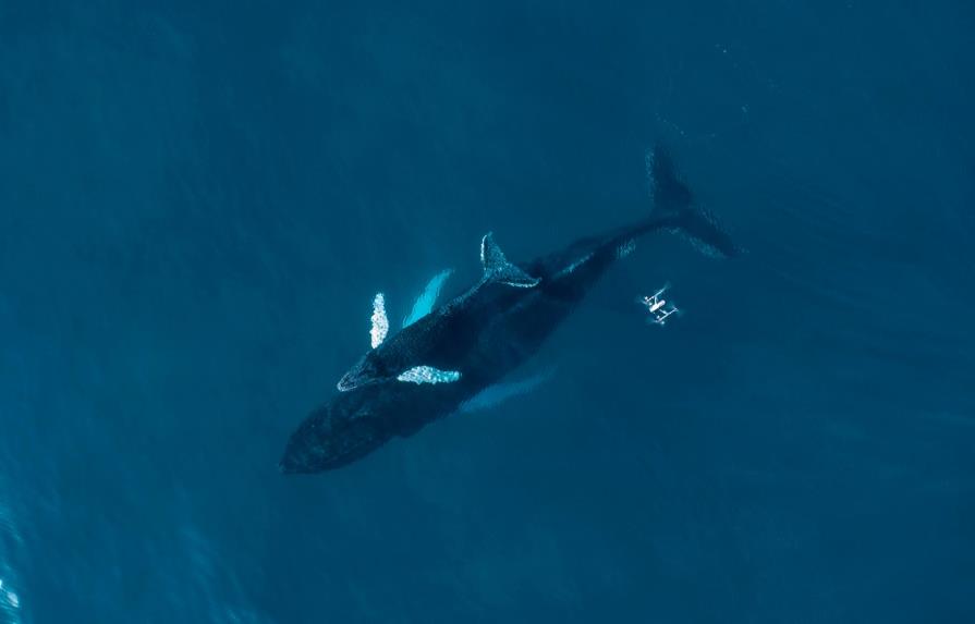 SNOTBOT: drones tras el soplo de nuestras ballenas jorobadas
