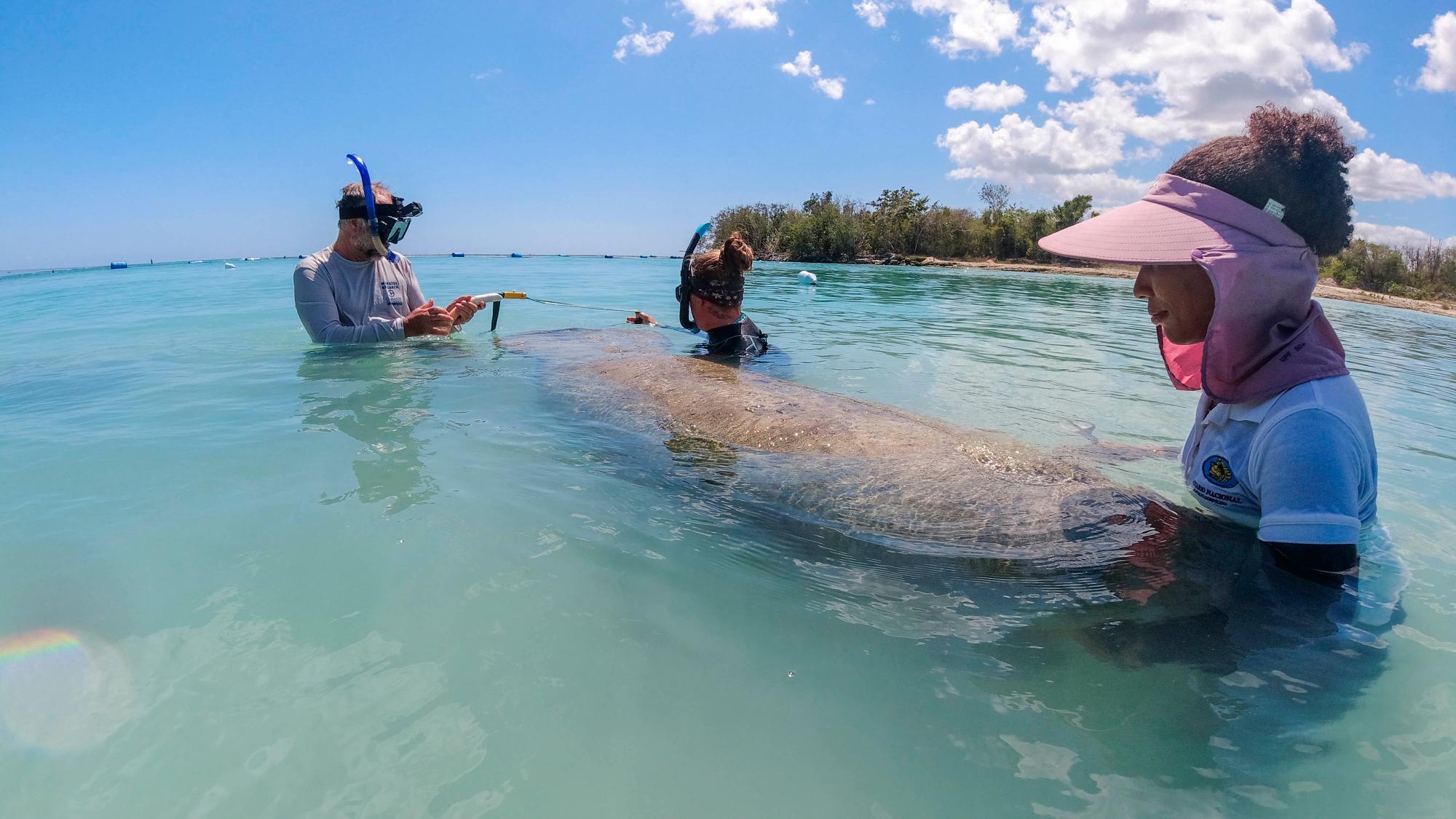 Los animales están en excelentes condiciones físicas para su liberación.