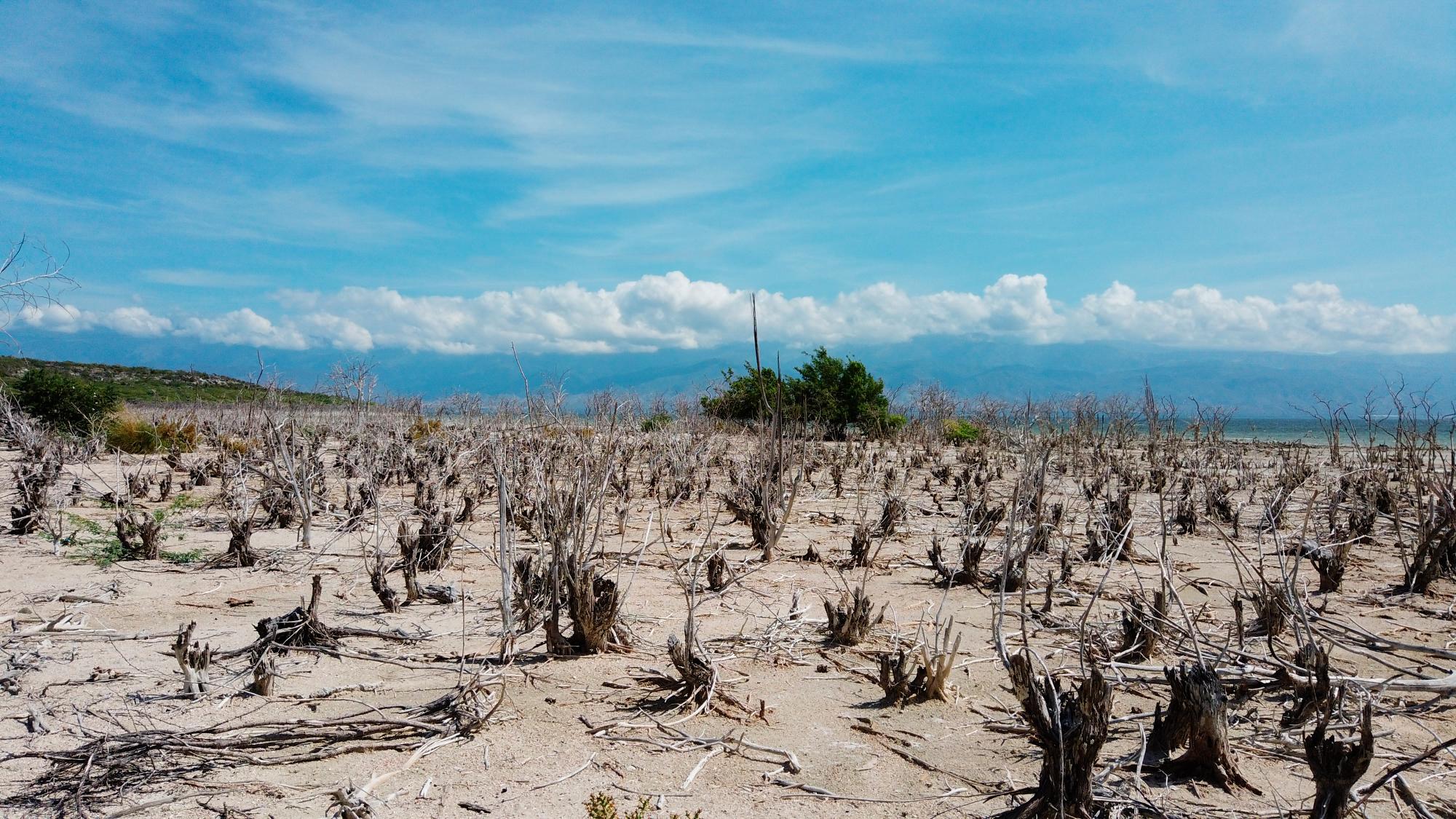 Árboles muertos por las aguas, son cortados y aprovechados para hacer carbón dentro del área protegida.