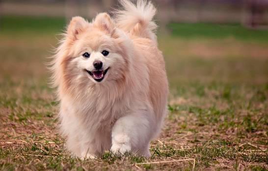 Fallece primer perro diagnosticado con COVID-19