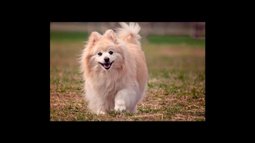 Fallece primer perro diagnosticado con COVID-19