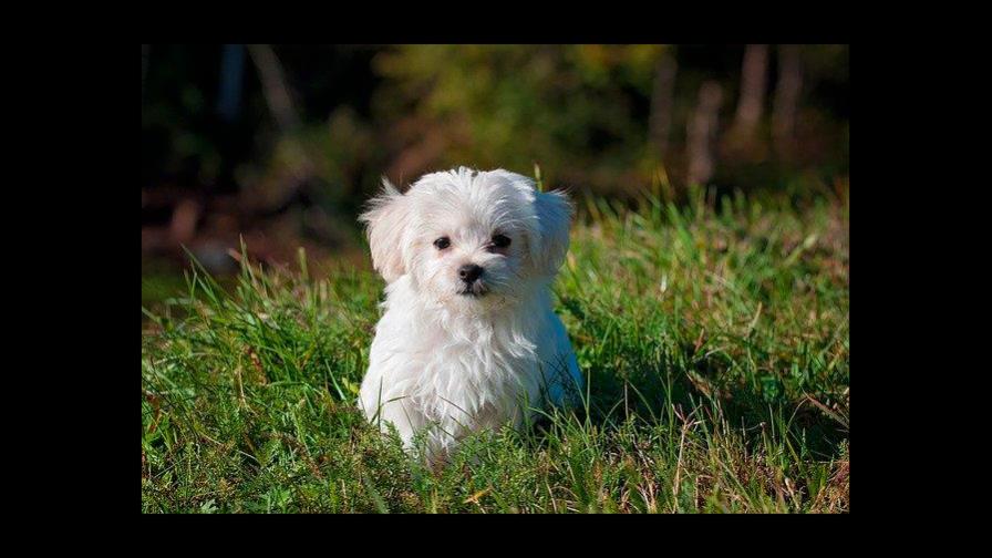 Hombre de EEUU ofrece 10,000 dólares a quien regrese a su perra Hombre de EEUU ofrece 10,000 dólares a quien regrese a su perra