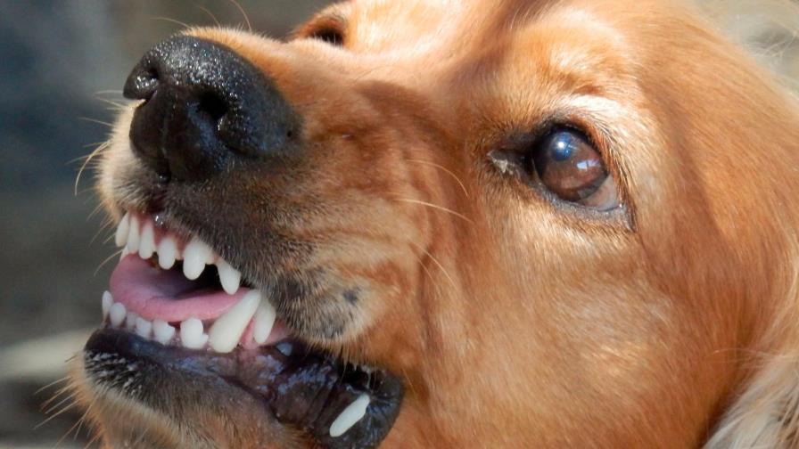 Investigan procedencia de pie humano que era cargado por un perro en Santiago 