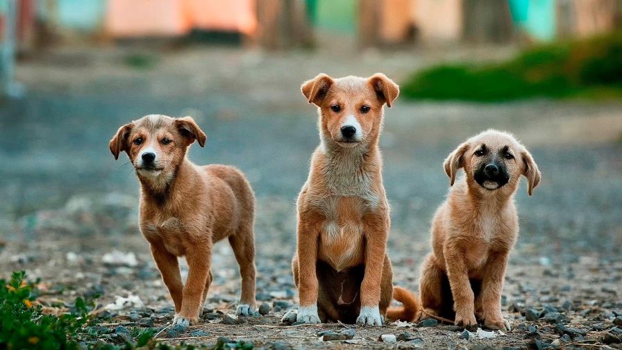 Los primeros seres humanos llegaron a América del Norte acompañados de perros